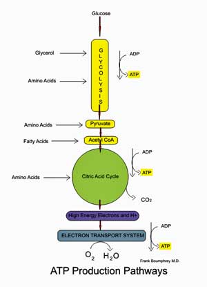 ATP production