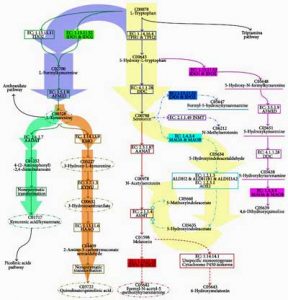 serotonin metabolic pathway