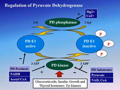 pyruvate dehydrogenase