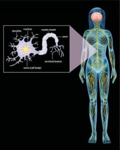 electroceuticals