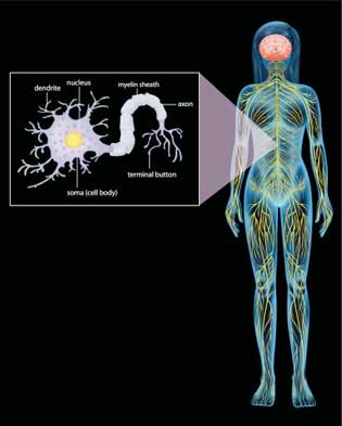 SPARC-ing an Electroceutical Revolution – A Fibromyalgia and ME/CFS Perspective