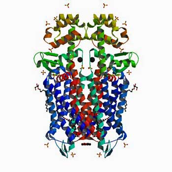 mu opioid receptor