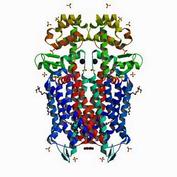 mu opioid receptor