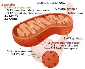 mitochondrial cristae chronic fatigue syndrome