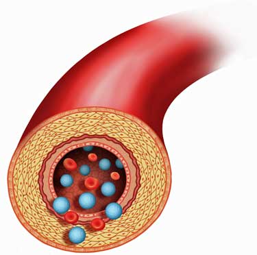 blood vessels