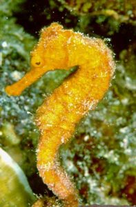 seahorse