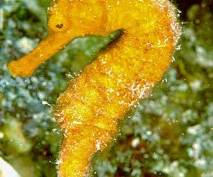 seahorse