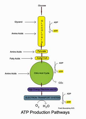 aerobic energy production chronic fatigue syndrome