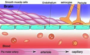 blood vessels brain ME-CFS