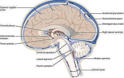 cerebral spinal fluid