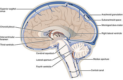 cerebral spinal fluid