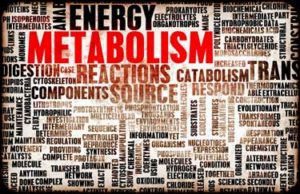 metabolism