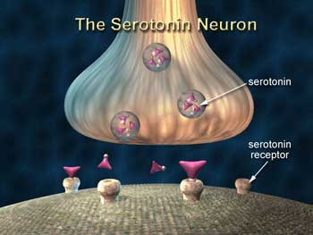 Serotonin_neurons