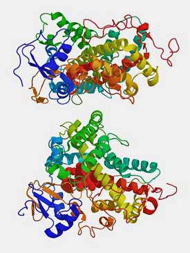 RCCX gene CYPAI2 chronic fatigue syndrome