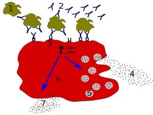 RCCX turns on mast cells