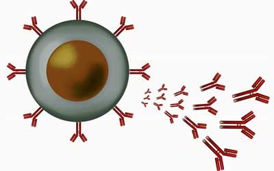 IVIG antibodies chronic fatigue