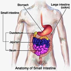 SIBO leaky gut