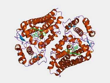 IDO enzyme