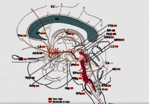 serotonin midbrain ME/CFS