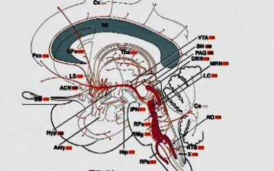 serotonin midbrain ME/CFS