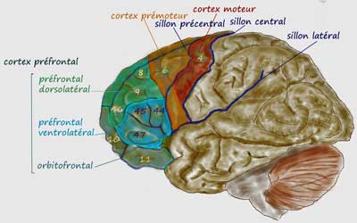 frontal cortex