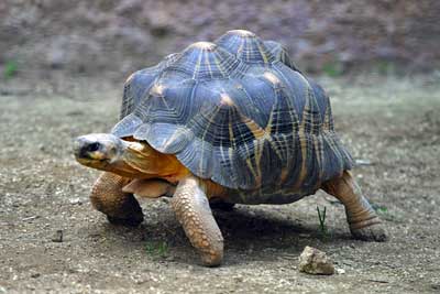 tortoise aerobic energy production 