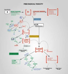 reactive oxygen species