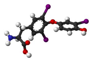 T-3 biologically active form of thyroid