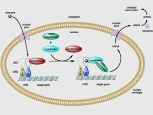 thyroid hormone receptor