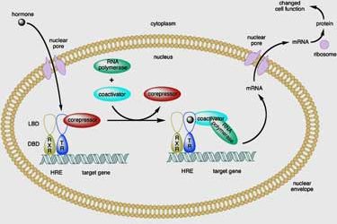 thyroid hormone receptor