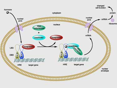 Pure T3 Thyroid and Stories of Recovery from Chronic Fatigue Syndrome (ME/CFS) and Fibromyalgia: An Overview.