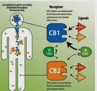 CB1 and CB2 Receptors