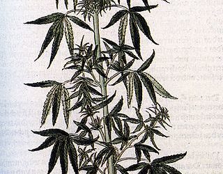 cannabis sativa