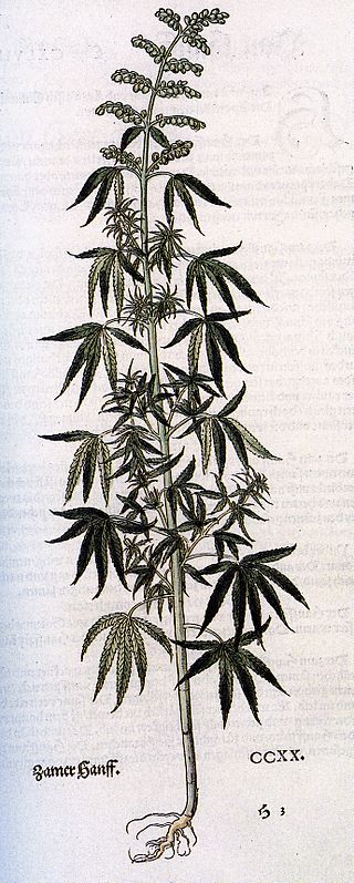 cannabis sativa