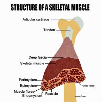 myofascial pain syndrome