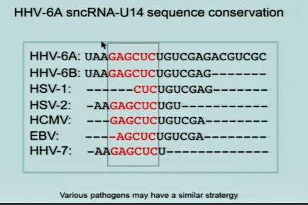 Suspect RNA herpesviruses