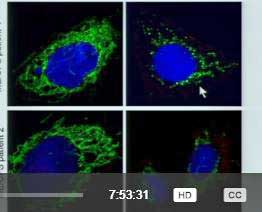 Serum mitochondria