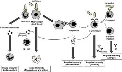 cannabis interactions with immune cells