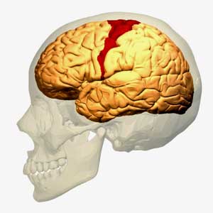 Bad Engine? Is a Wimpy Motor Cortex Causing the Pain in Fibromyalgia (and ME/CFS)?