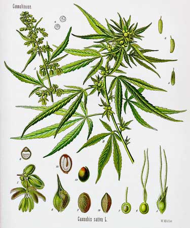 Cannabis sativa types