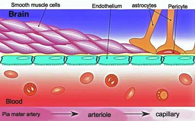 blood flows brain