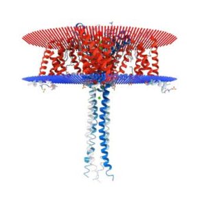 Calcium channel