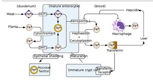 Iron metabolism