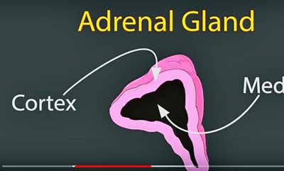 adrenal medulla