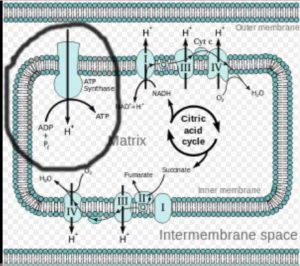 Electron Transport Chain