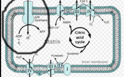 Electron Transport Chain