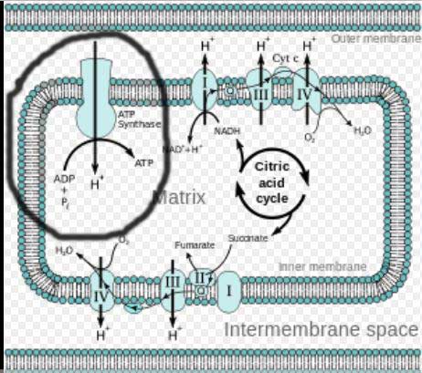 Emerging Insights #II: “The Cellular Equivalent of Chronic Fatigue” Found in ME/CFS