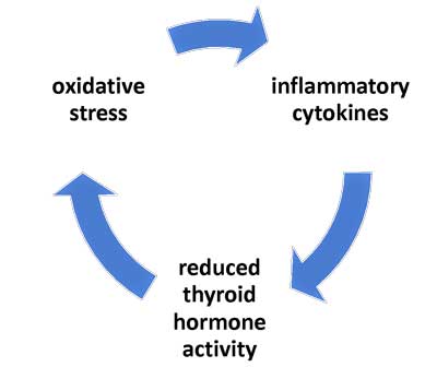 Thyroid 
