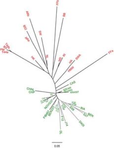 genetic diversity