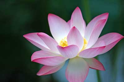 bliss lotus flower ananda cannabis